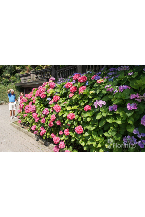 Hortensja ogrodowa 'Early Blue' | Hydrangea macrophylla