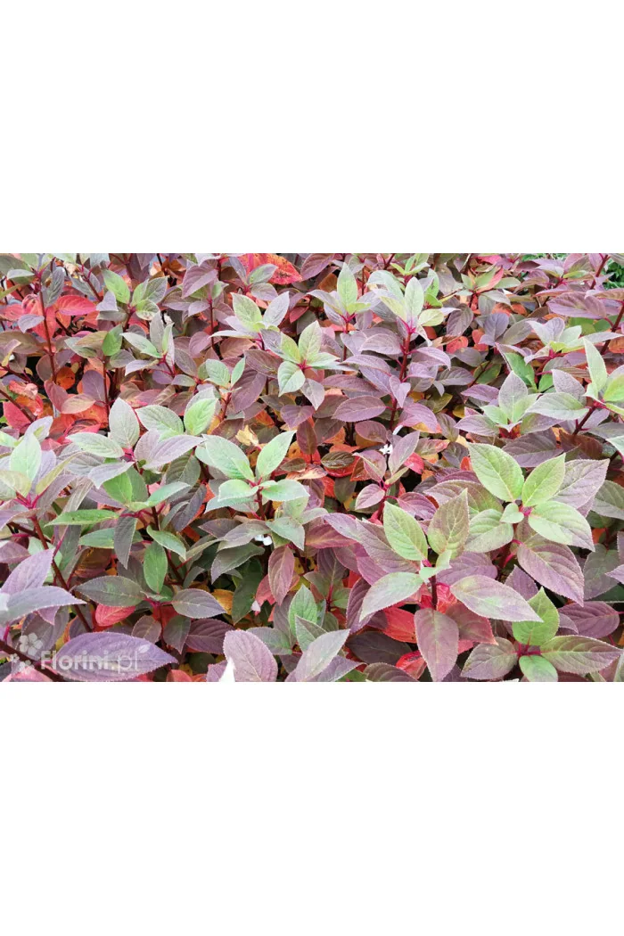 Hortensja bukietowa 'Early Sensation' | Hydrangea paniculata