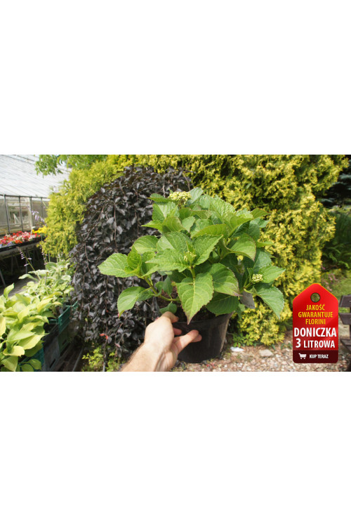 Hortensja ogrodowa 'Early Blue' | Hydrangea macrophylla