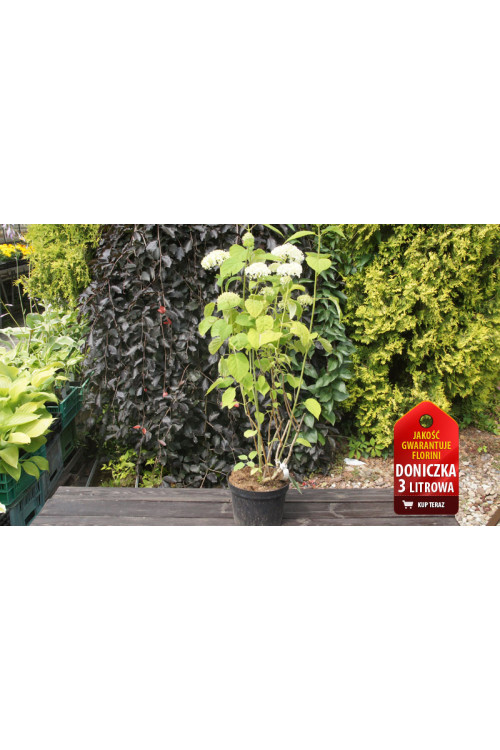 Hortensja drzewiasta 'Incrediball' (Strong Anabelle) | Hydrangea arborescens