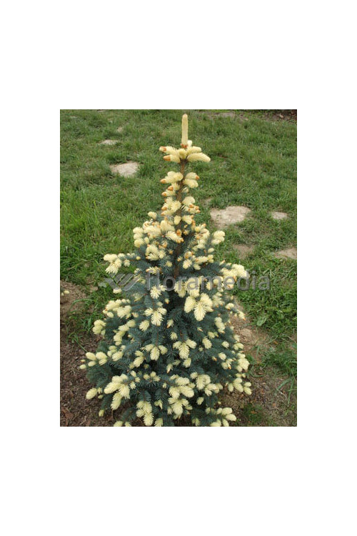 Świerk kłujący 'Białobok' Picea pungens