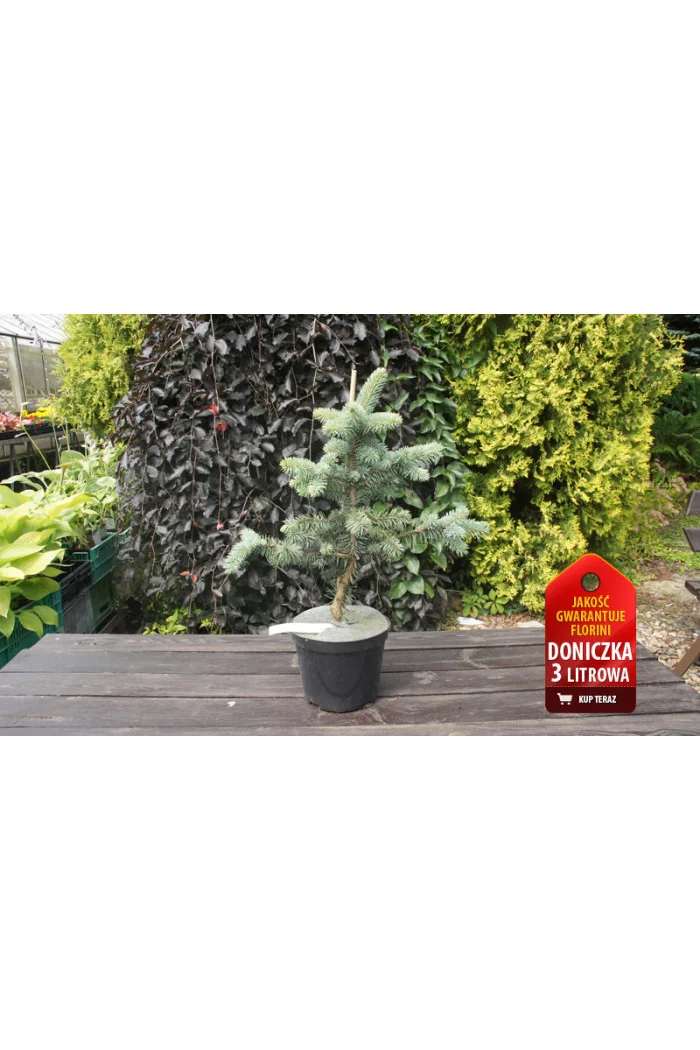 Świerk kłujący 'Białobok' Picea pungens