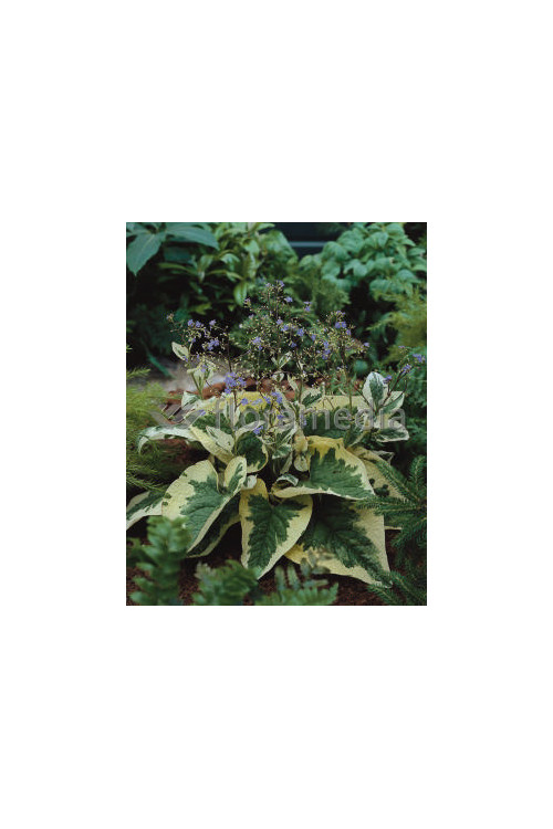 Brunnera sercolistna 'Hadspen Cream' Brunnera