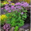 Rutewka 'Black Stockings' | Thalictrum