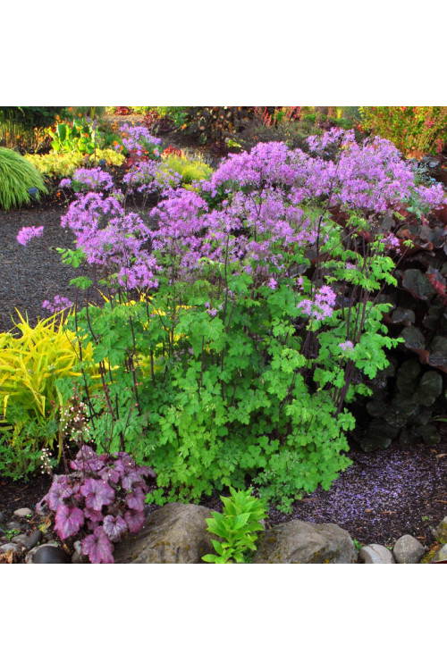 Rutewka 'Black Stockings' | Thalictrum
