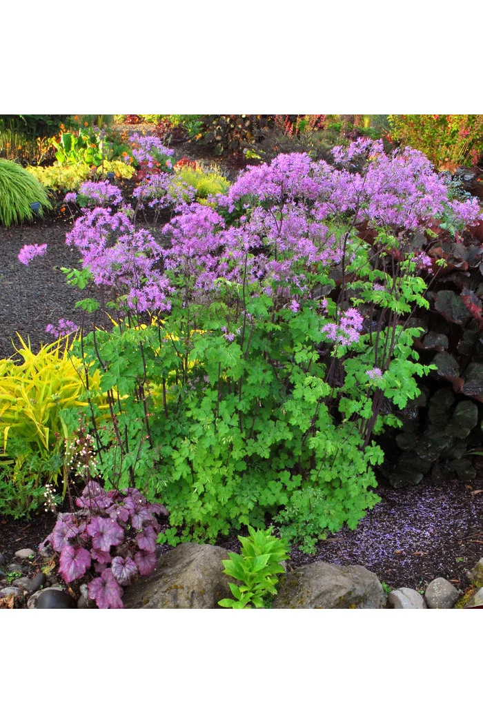 Rutewka 'Black Stockings' | Thalictrum