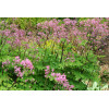 Rutewka 'Black Stockings' | Thalictrum