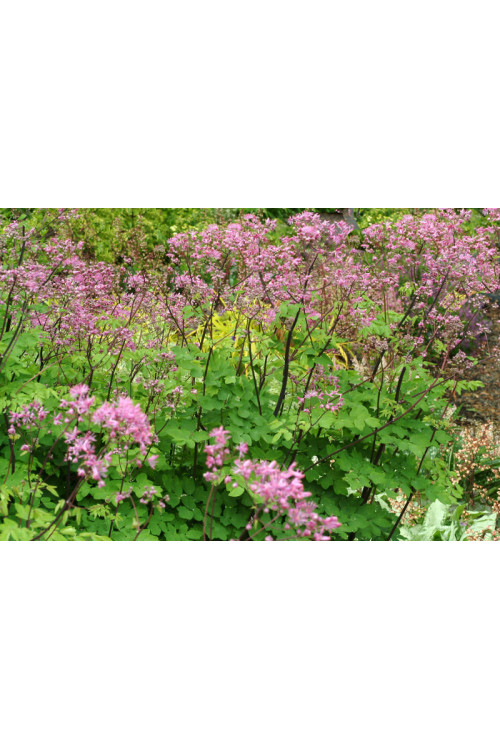 Rutewka 'Black Stockings' | Thalictrum