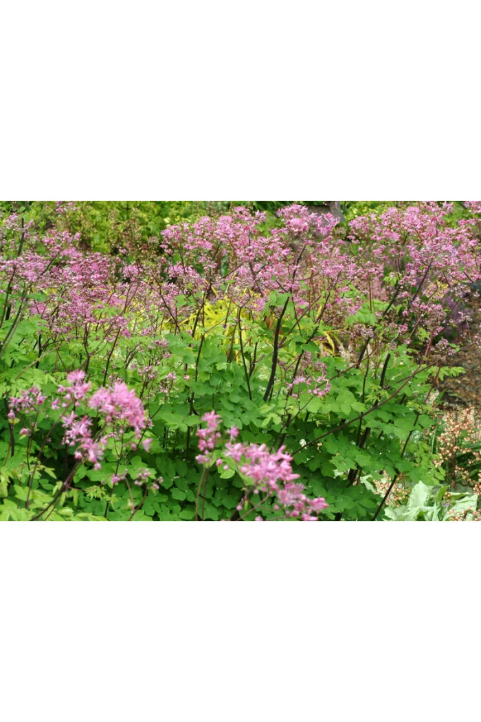 Rutewka 'Black Stockings' | Thalictrum