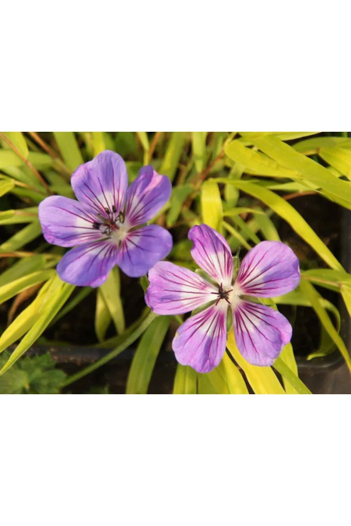 Bodziszek 'Havana Blues' | Geranium