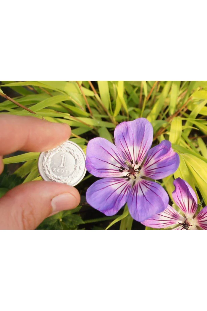 Bodziszek 'Havana Blues' | Geranium