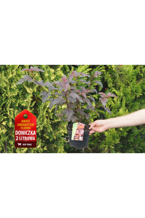 Pęcherznica kalinolistna 'Lady in Red' ('Tuilad') | Physocarpus opulifolius