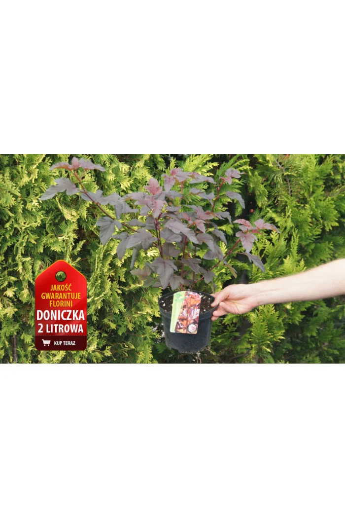 Pęcherznica kalinolistna 'Lady in Red' ('Tuilad') | Physocarpus opulifolius