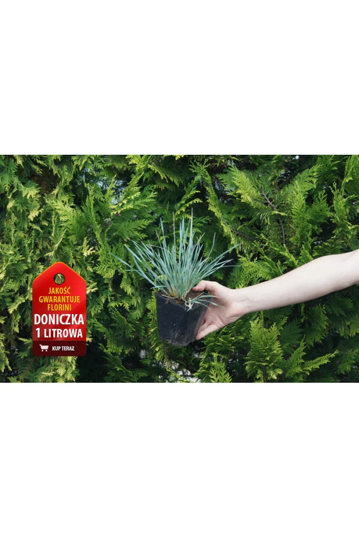 Owsica wieczniezielona | Helictotrichon sempervirens