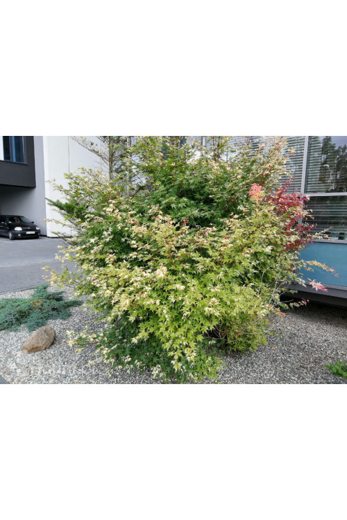 Klon palmowy 'Orange Dream' | Acer palmatum