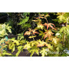 Klon palmowy 'Orange Dream' | Acer palmatum