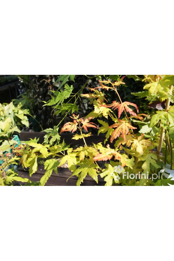 Klon palmowy 'Orange Dream' | Acer palmatum