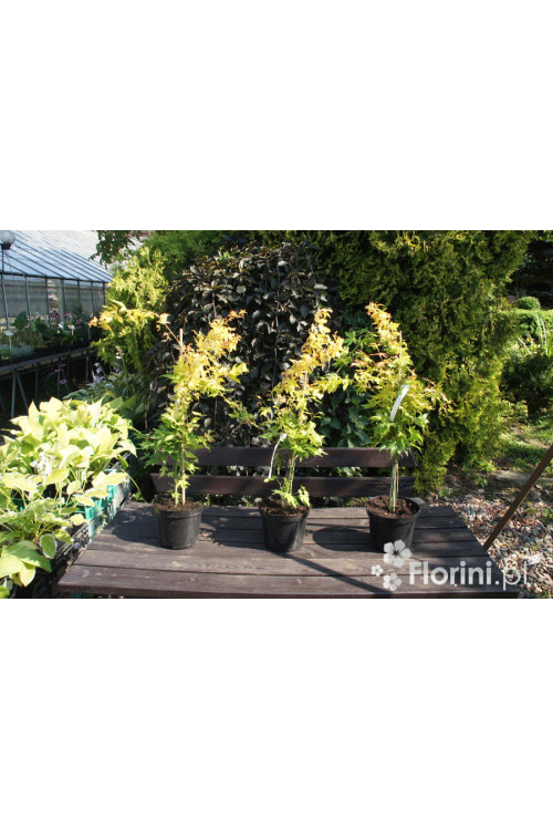 Klon palmowy 'Orange Dream' | Acer palmatum