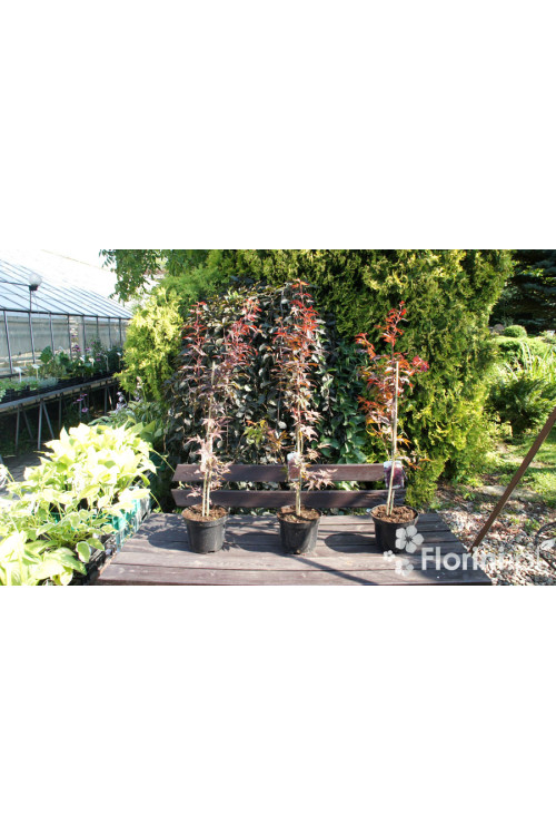 Klon palmowy 'Atropurpureum'| Acer palmatum