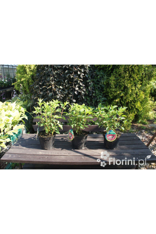 Hortensja bukietowa 'Vanille-Fraise' | Hydrangea paniculata