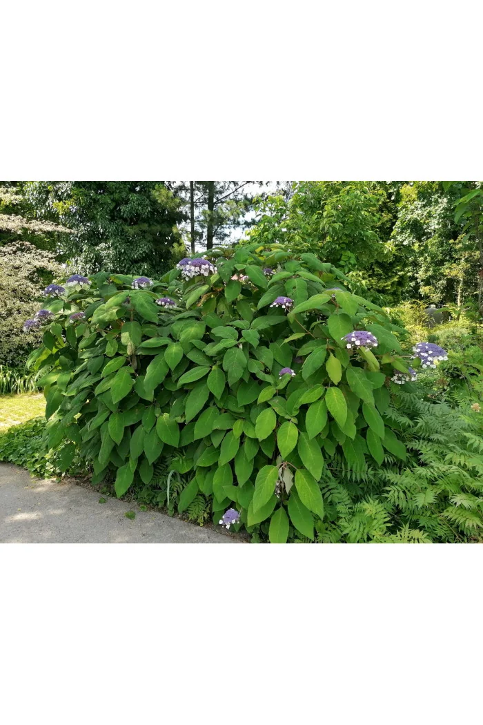 Hortensja kosmata | Hydrangea aspera Macrophylla