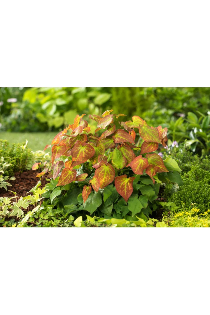 Epimedium 'Orange Konigin' | Epimedium warleyense
