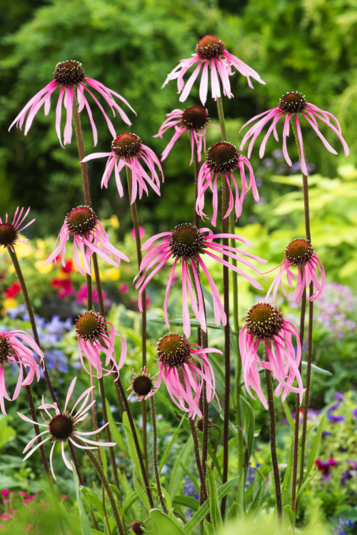 Jeżówka blada| Echinacea pallida