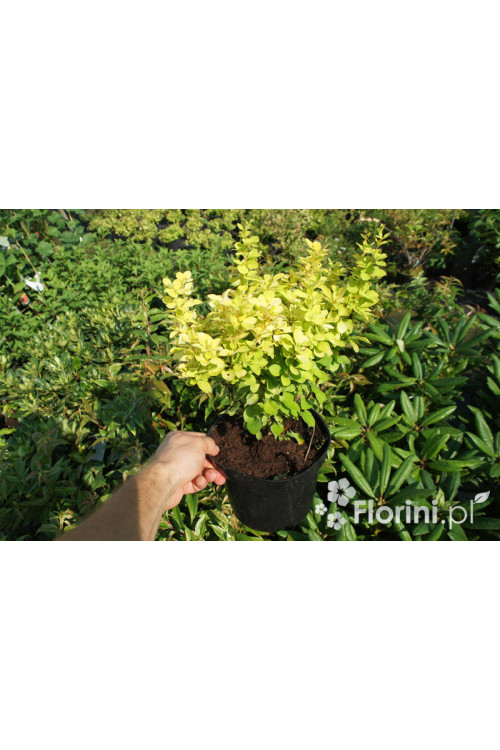Berberys Thunberga 'Maria' | Berberis thunbergii