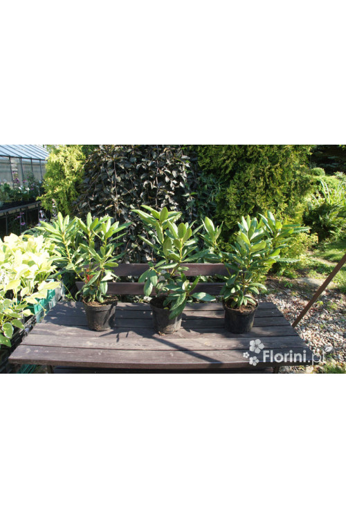 Różanecznik 'Franscesca' Rhododendron