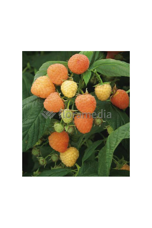 Malina 'Poranna Rosa' | Rubus idaeus