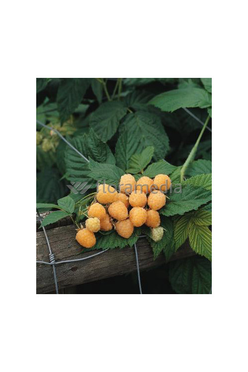 Malina 'Poranna Rosa' | Rubus idaeus