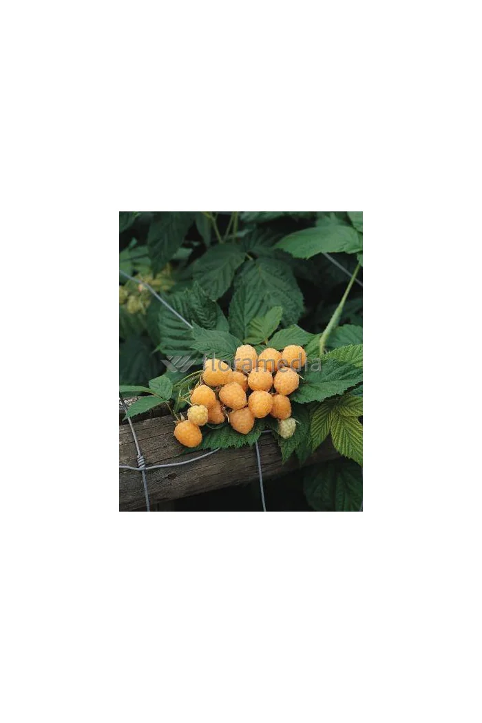 Malina 'Poranna Rosa' | Rubus idaeus