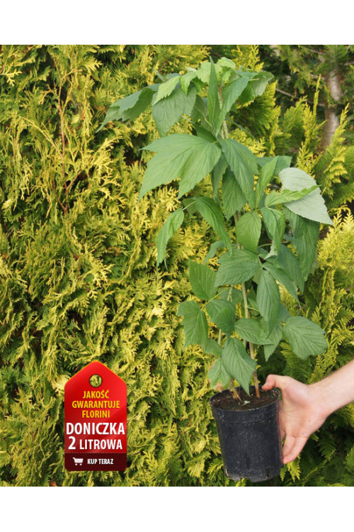 Malina 'Poranna Rosa' | Rubus idaeus