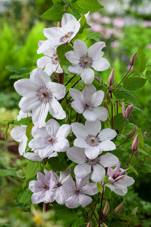 Powojnik 'Jan Paweł II' | Clematis