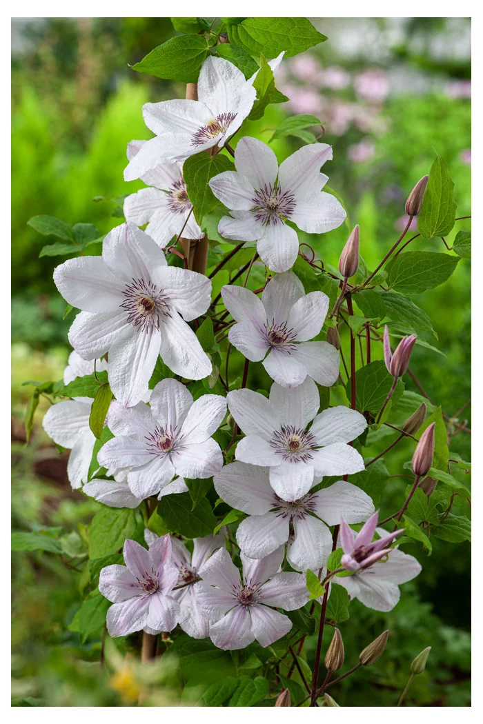 Powojnik 'Jan Paweł II' | Clematis
