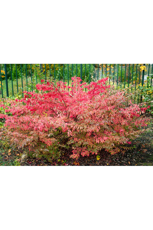 Trzmielina oskrzydlona 'Compactus' | Euonymus alatus