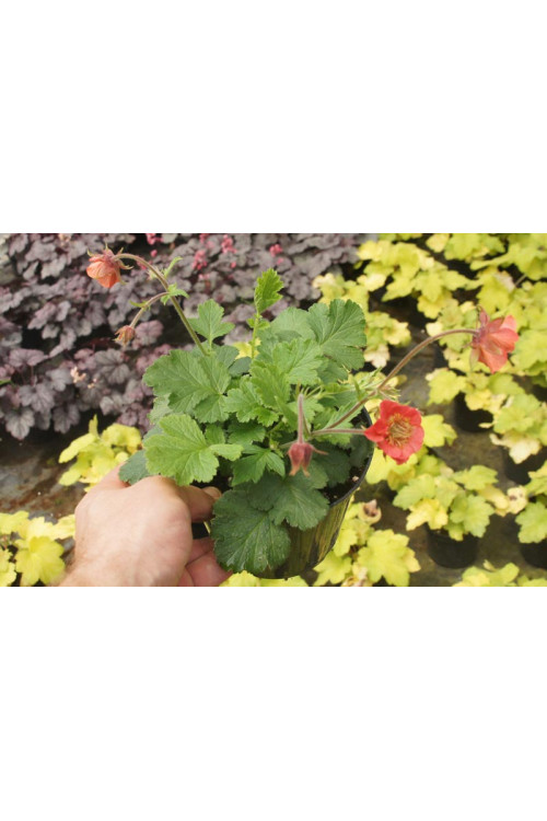 Kuklik 'Flames of Passion' | Geum