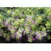 Oregano 'Amethyst Falls' Origanum