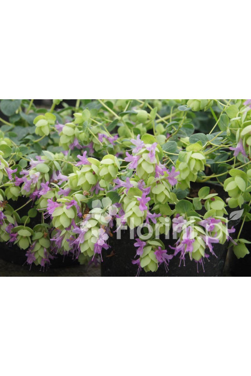 Oregano 'Amethyst Falls' Origanum