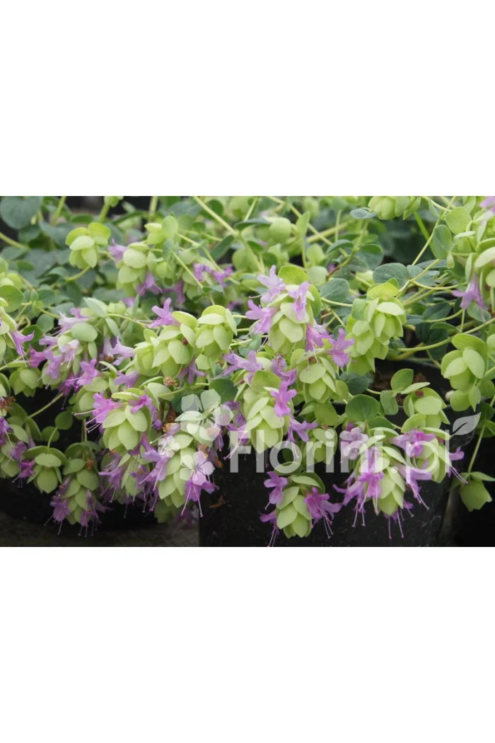 Oregano 'Amethyst Falls' Origanum