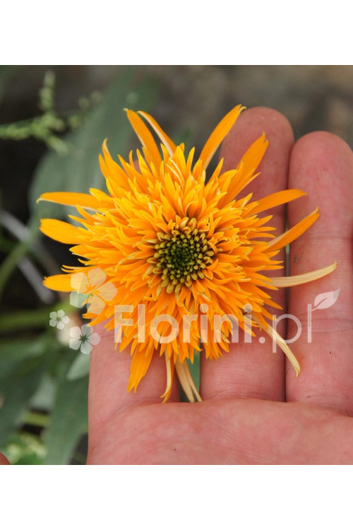 Jeżówka 'Secret Glow' | Echinacea