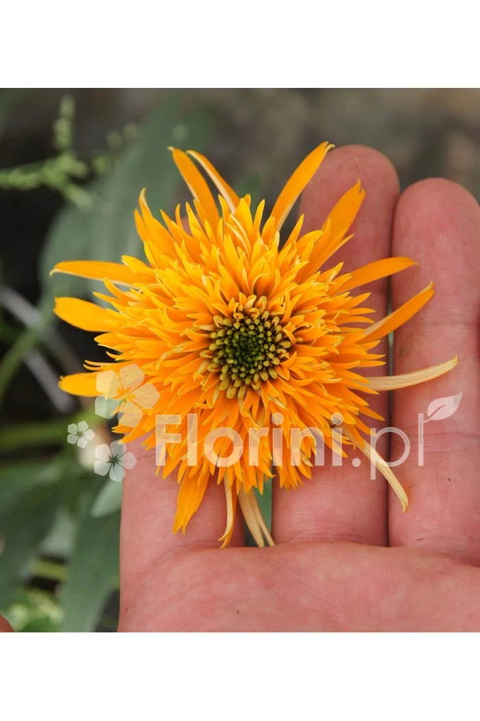 Jeżówka 'Secret Glow' | Echinacea