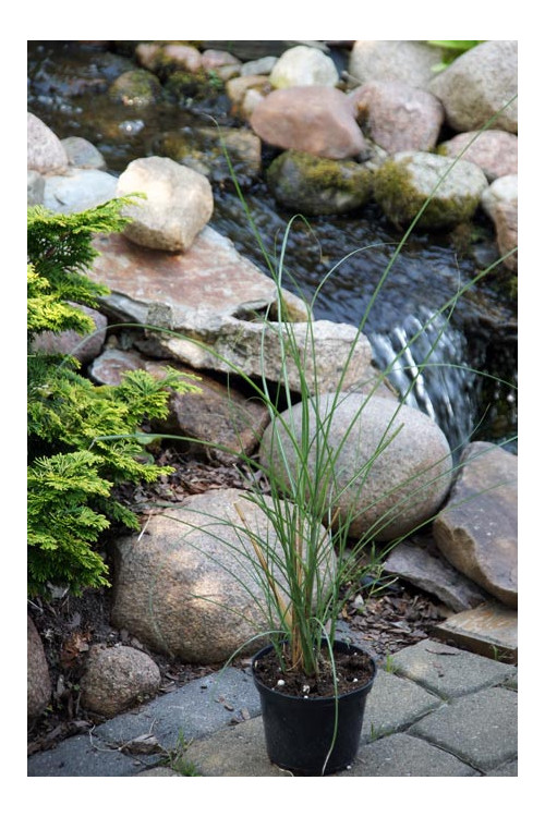 Miskant chiński 'Gracillimus' | Miscanthus sinensis