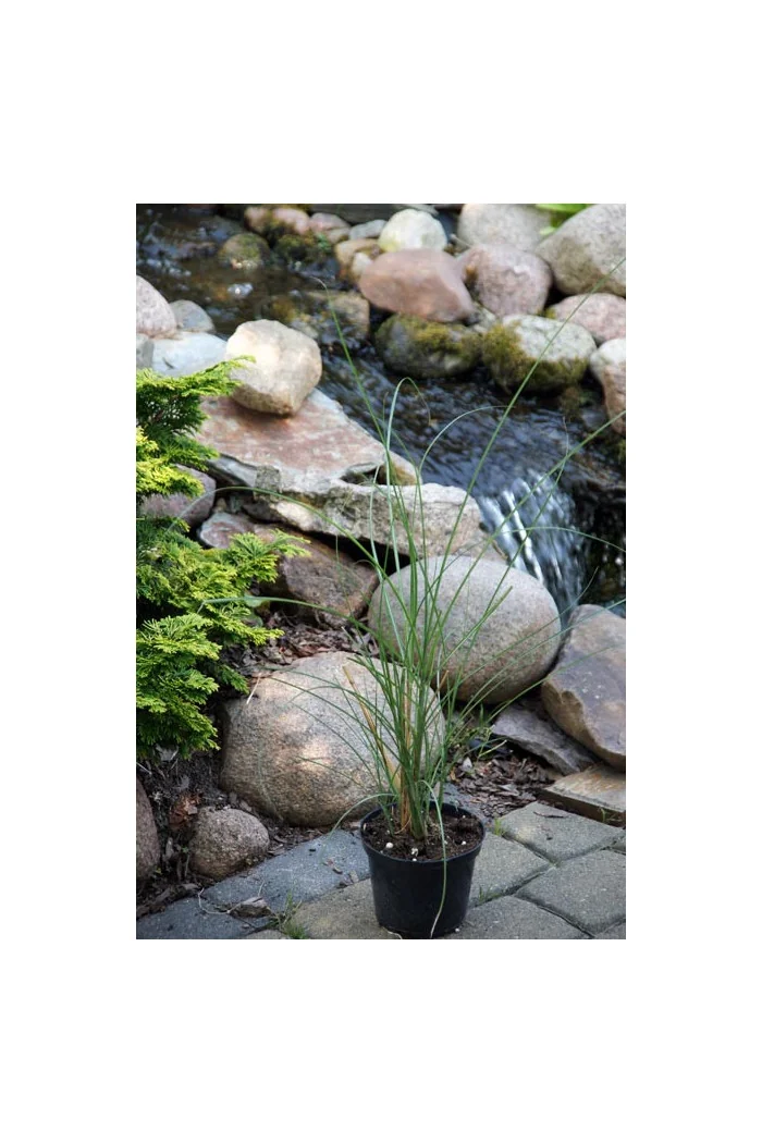 Miskant chiński 'Gracillimus' | Miscanthus sinensis