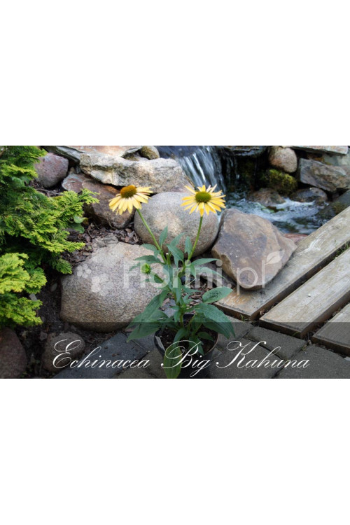 Jeżówka 'Big Kahuna' | Echinacea