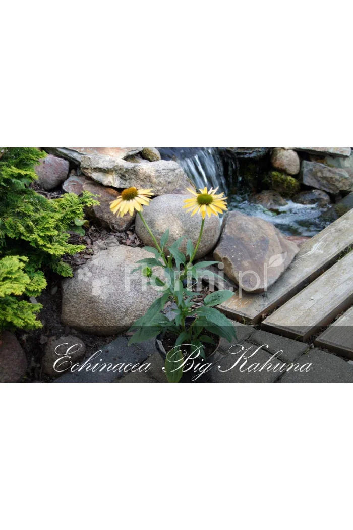 Jeżówka 'Big Kahuna' | Echinacea