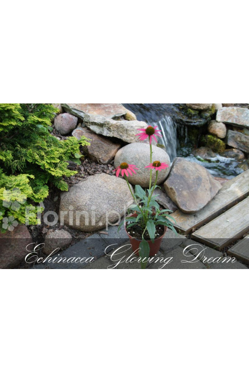 Jeżówka 'Glowing Dream' | Echinacea