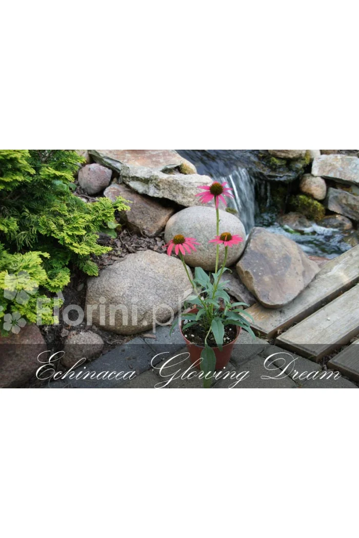 Jeżówka 'Glowing Dream' | Echinacea