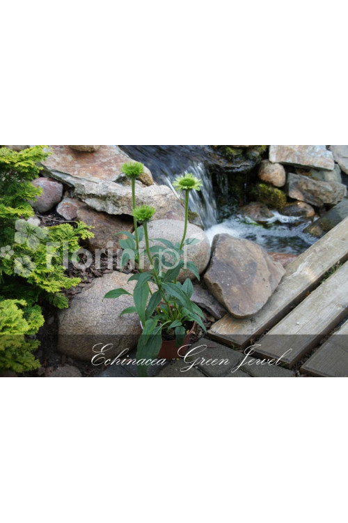 Jeżówka 'Green Jewel' | Echinacea