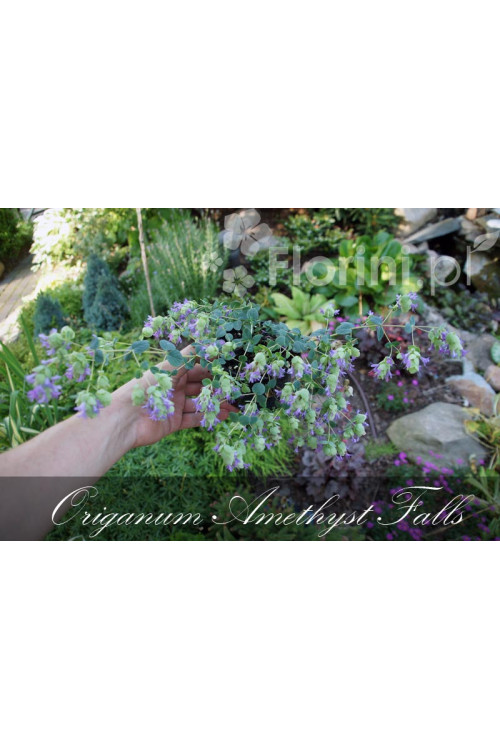 Oregano 'Amethyst Falls' Origanum